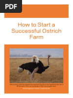 How To Start A Successful Ostrich Farm Zas