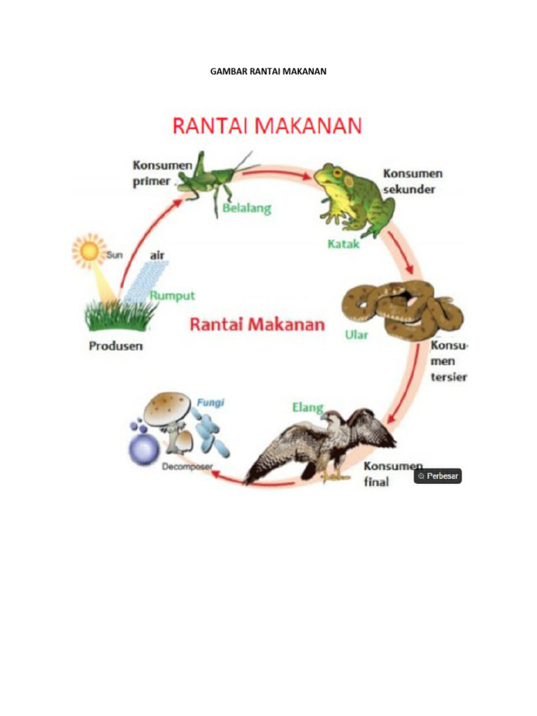 Diagram Rantai Makanan dalam Ekosistem