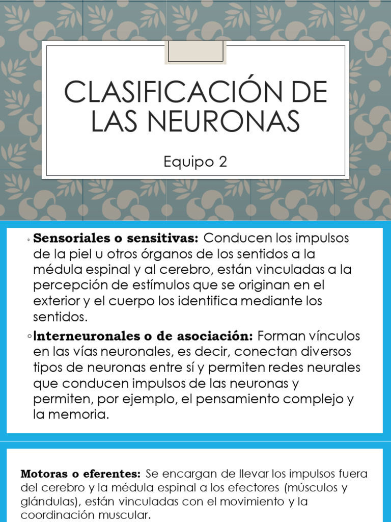 Clasificación y Función de Neuronas | PDF | Sinapsis | Neurona