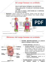 Tema 4. Cavidades Humano