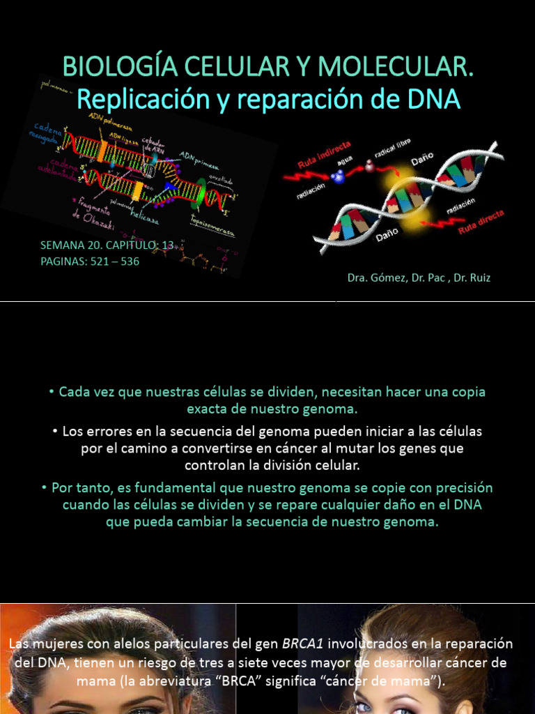 Replicacion y Reparacion Adn. Cap 13 S. 20 | PDF | Adn | Replicación De Adn