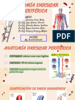Anatomia Vascular