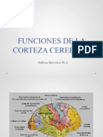 La Corteza Cerebral