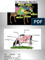 10 Anatomía y Fisiología Digestiva