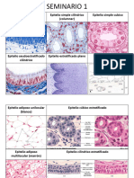 Seminarios Autoevaluaciones Anatomía UB