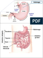 Intestino