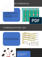 Embriologia Comparada