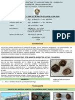 Aislamiento de Fusarium