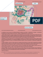 Esquema de Una Neurona - Erika - Rodriguez