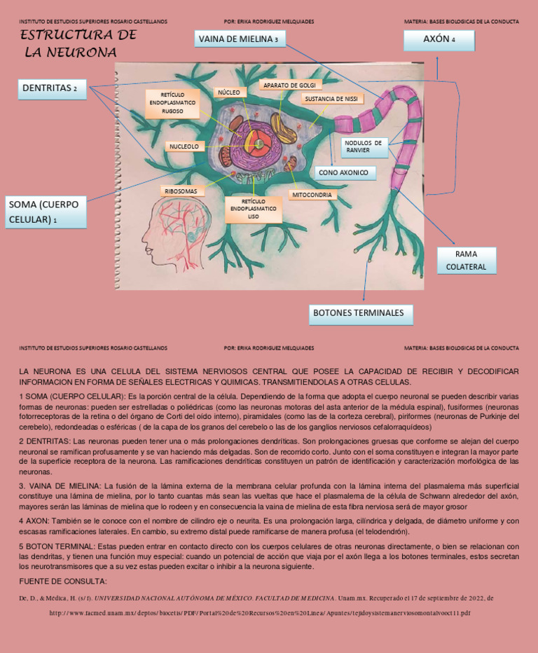 Estructura y Función de la Neurona | PDF | Neurona | Axon