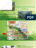 Ecosistema Bosque Montano de Yunga