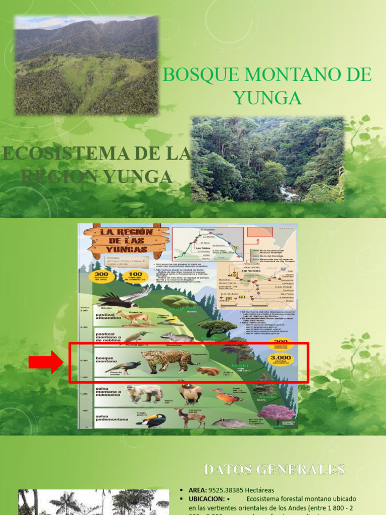 Ecosistema Bosque Montano de Yunga PDF