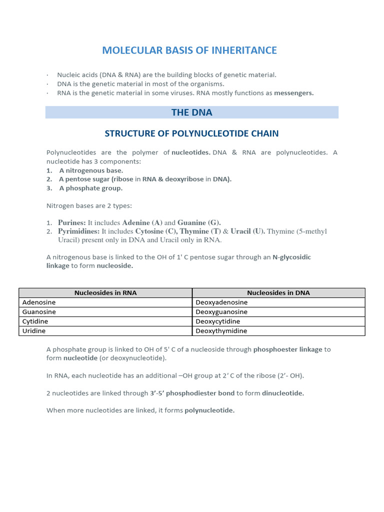 Molecular Basis of Inheritance Explained | PDF | Operon | Translation ...