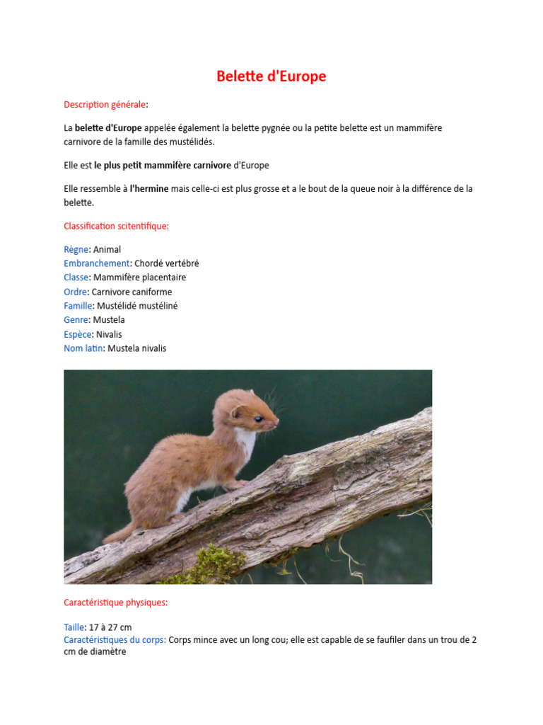 Belette d'Europe : caractéristiques et habitat | PDF | Mammifères