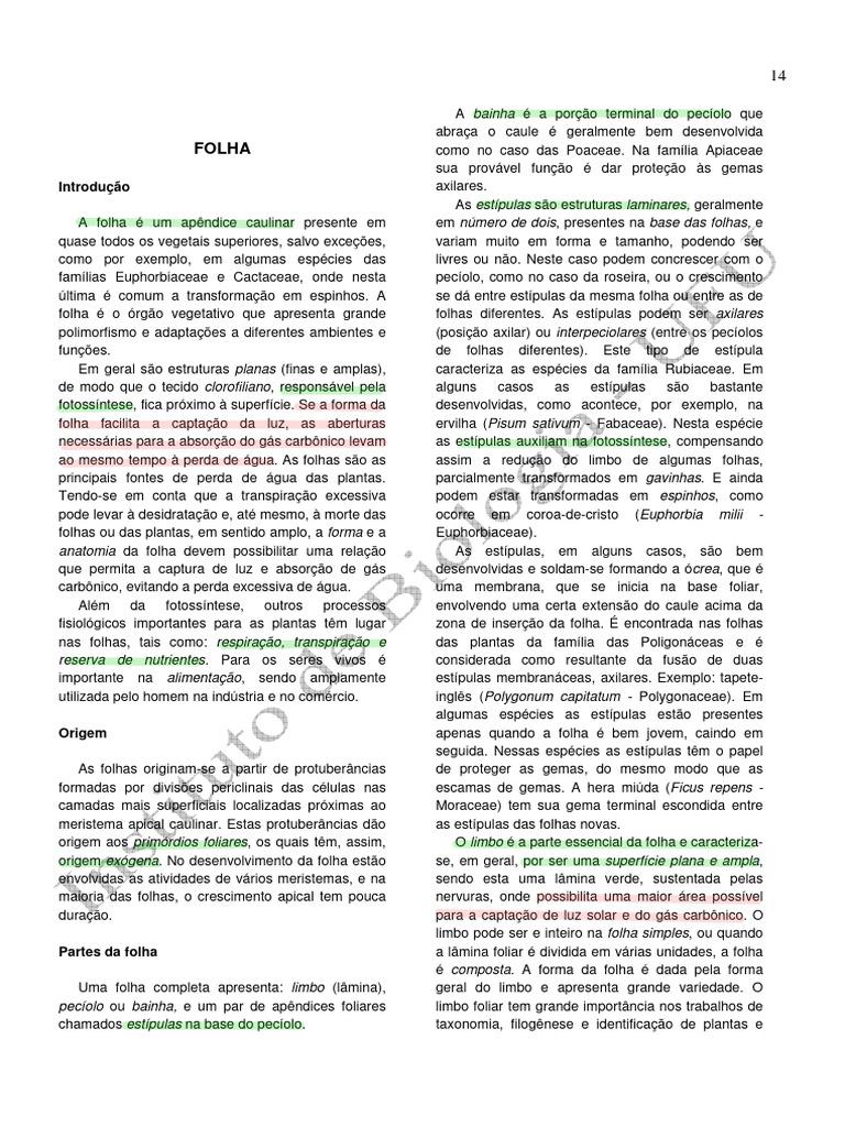 Morfologia e Tipos de Folhas | PDF | Folha | Plantas