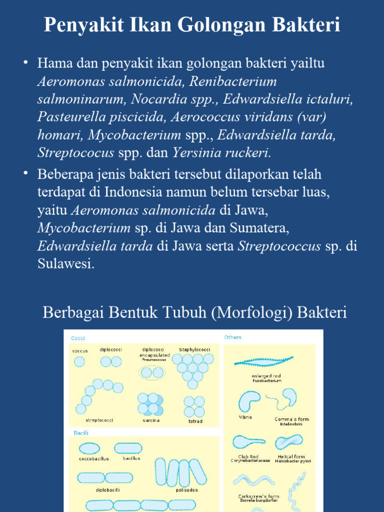 06-Penyakit Infeksius Oleh Bakteri Pada Ikan | PDF