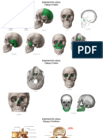 Prova Prática Anatomia