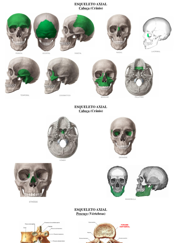 Prova Prática Anatomia Pdf