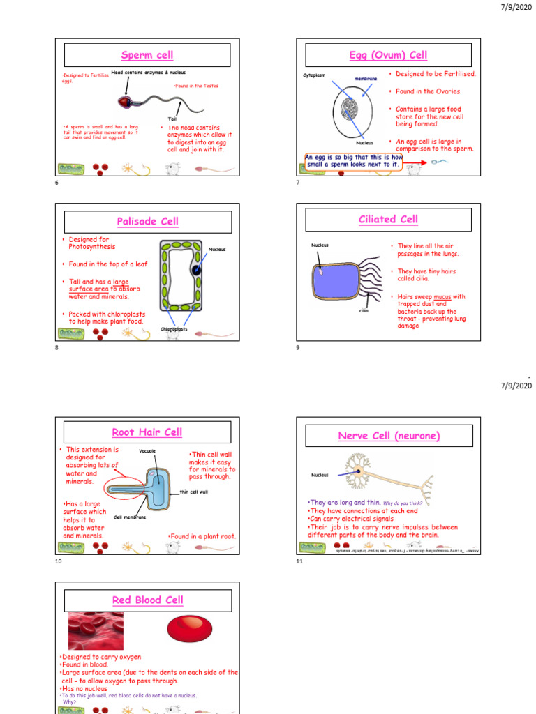Specialized Cell Structures Explained | PDF | Cell (Biology) | Chloroplast