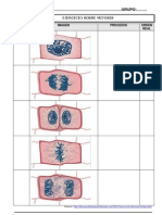 Ejercicio Mitosis