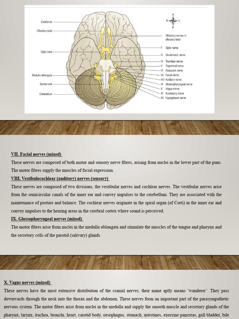 Cranial & Spinal Nerves | PDF | Vertebral Column | Human Anatomy