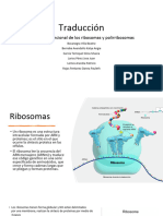 Traduccion Ribosomas y Polirribosomas