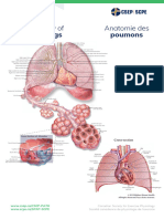 Poster07 Anatomy-Lungs Ledger11x17