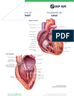 Poster06 Anatomy-Heart Letter