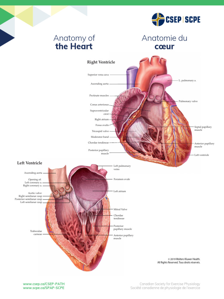 Heart Anatomy Overview Guide | PDF | Heart Valve | Heart
