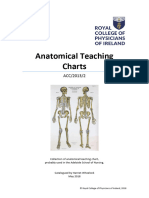 Anatomical Teaching Charts