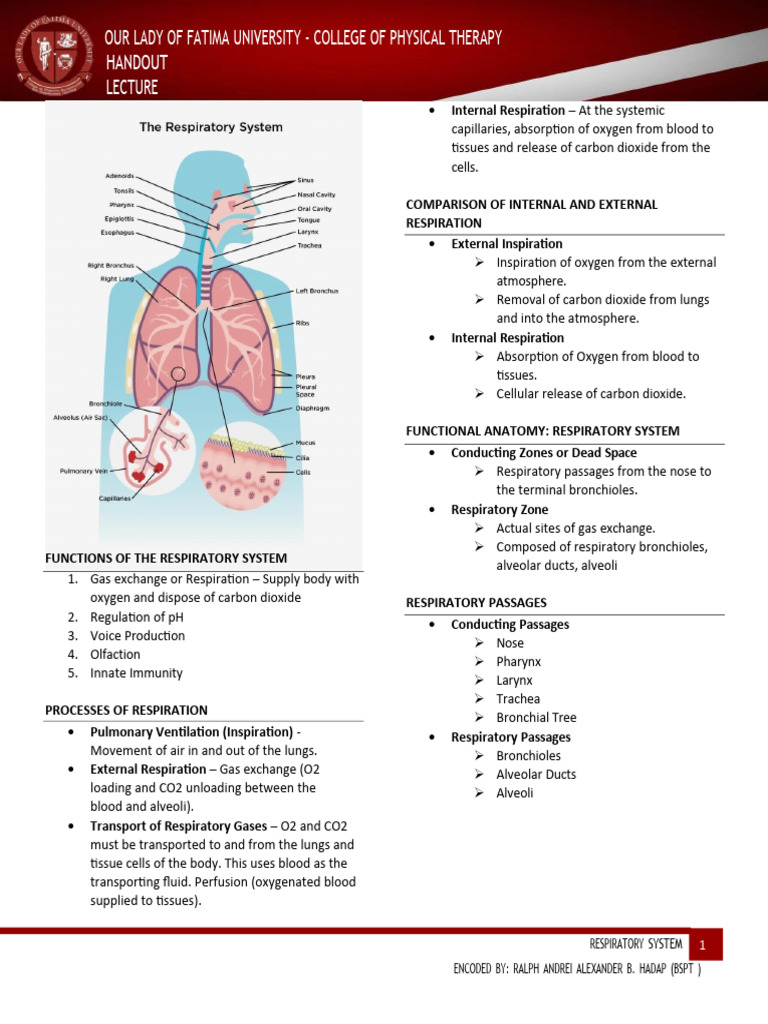 Respiratory System Handouts PDF