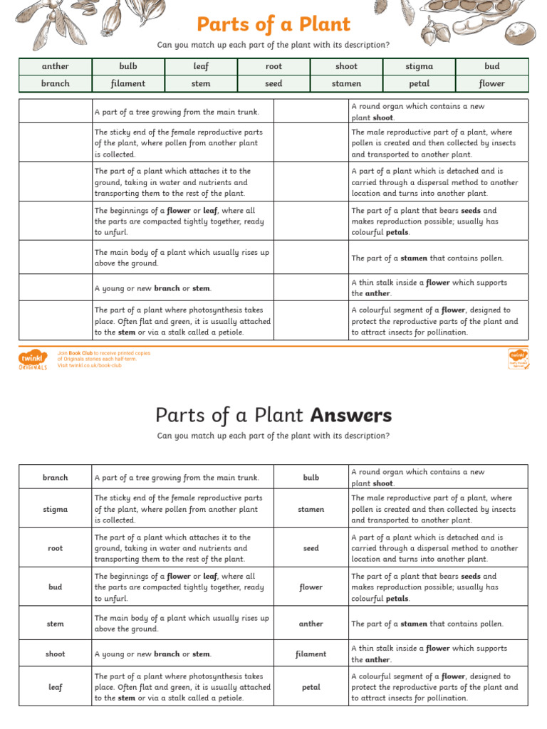 Plant Parts and Their Functions Worksheet | PDF | Flowers | Petal