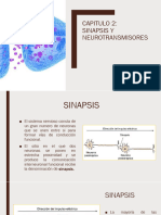 04 - Sinapsis y Neurotransmisores