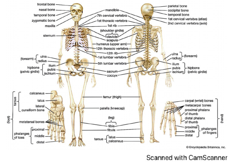 Human Skeletal System | PDF