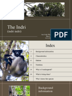 The Indri