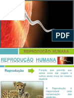 Reprodução Humana - Masculino