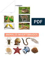 Animales Vertebrados