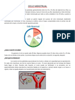 Ciclo Menstrual