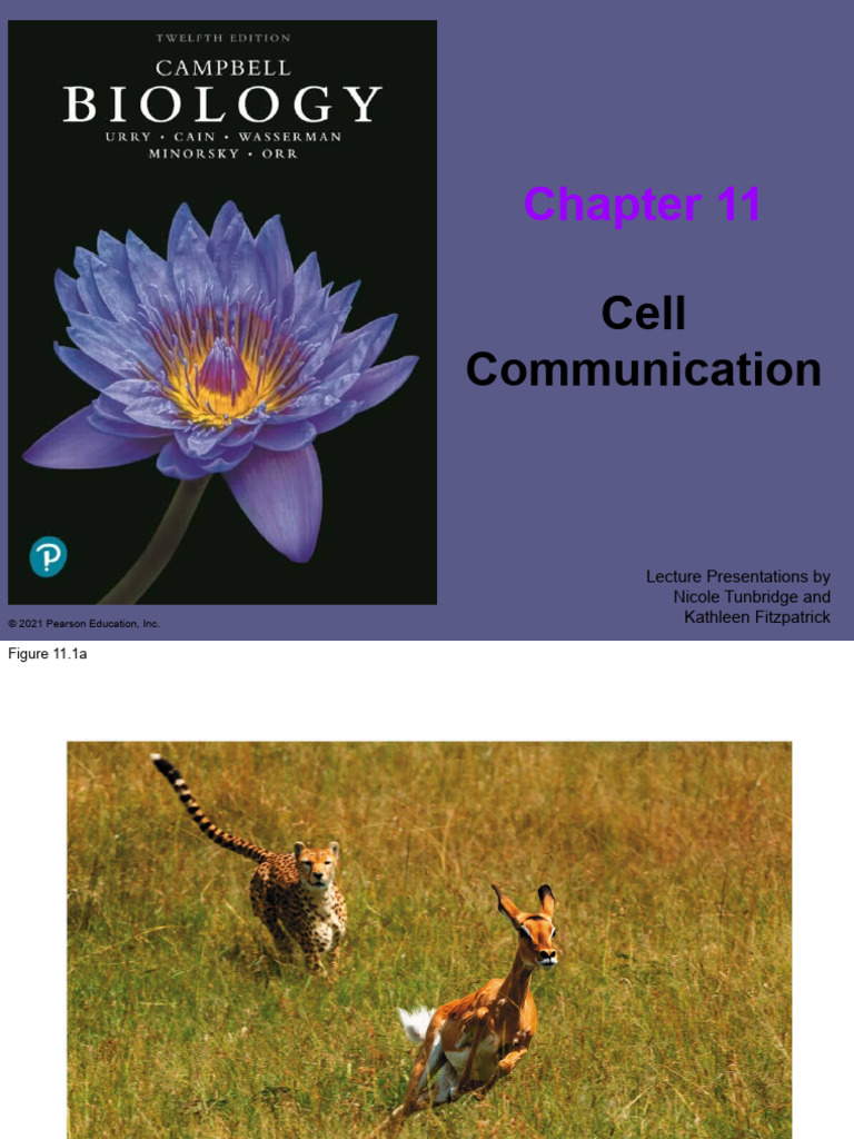 Cell Communication and Signaling Pathways | PDF
