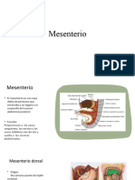 Mesenterio