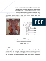 Anatomi Fisiologi Reproduksi Kuda Betina