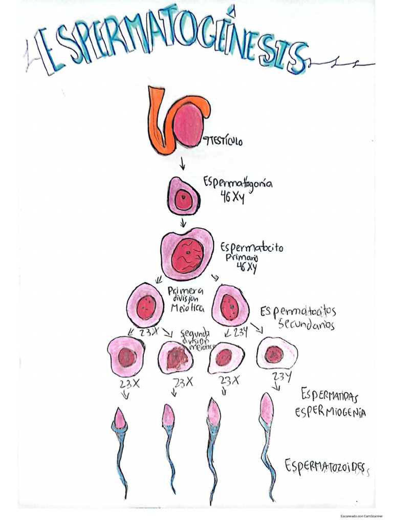 Espermatogenesis - Dibujos Rose Cedeño | PDF