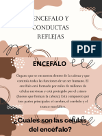 Encéfalo y Conductas Reflejas