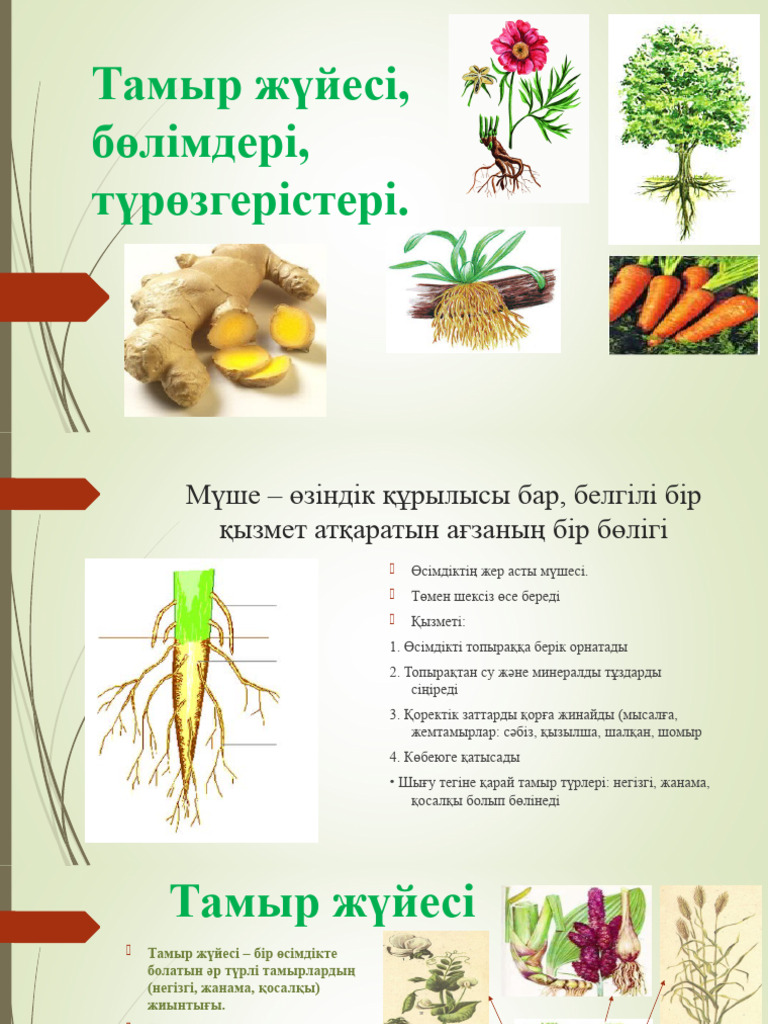 Үлкен мүшесі лесбиянка порно