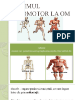 1. sistemul locomotor