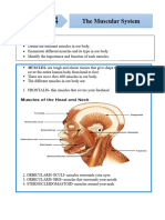 Lesson 4 - Science 6 Muscular System