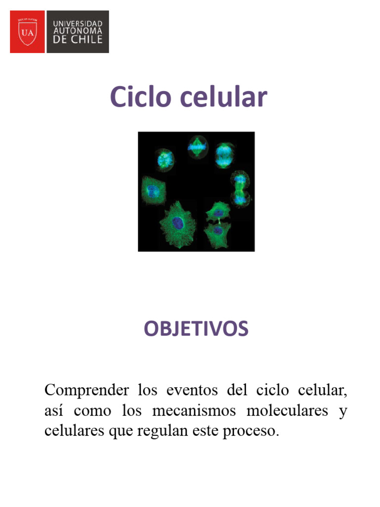 Fases y Control del Ciclo Celular | PDF | Ciclo celular | Mitosis