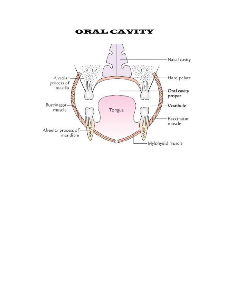 What Does Cavity Look Like On A Molar? The Ultimate Visual Guide! - rdvd27h