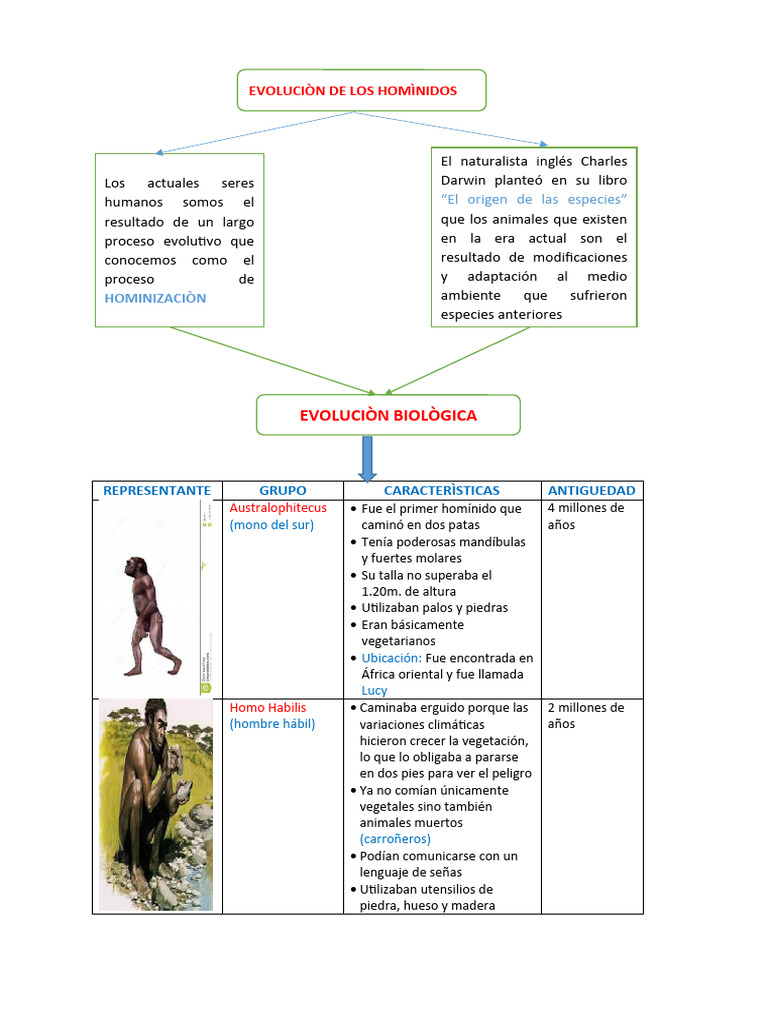 Evolución y características de homínidos | PDF | Homo | Humano