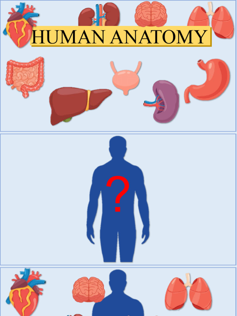 Human Anatomy (Elementary) Biology Diagrams